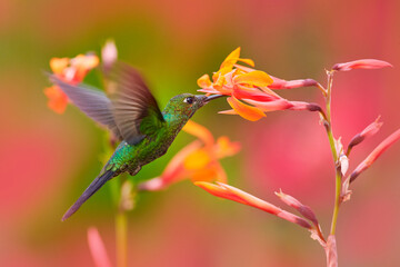 Wall Mural - Hummingbirds Green-crowned Brilliant , Heliodoxa jacula, flying next to beautiful red flower. Tinny bird fly in jungle. Wildlife in tropic Costa Rica. Two bird sucking nectar from pink bloom flower.