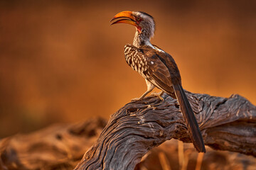 Wall Mural - Southern Yellow-billed Hornbill, Tockus leucomelas, bird with big bill in the nature habitat with evening sun, sitting on the branch in Hwange National Park, Zimbabwe.