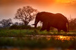 Africa sunset. Elephant feeding tree branch. Elephant at Mana Pools NP, Zimbabwe in Africa. Big animal in the old forest. evening light, sun set. Magic wildlife scene in nature.