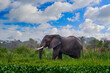 Uganda wildlife, Africa. Elephant in rain, Victoria Nile delta. Elephant in Murchison Falls NP, Uganda. Big Mammal in the green grass, forest vegetation. Elephant watewr walk in the nature habitat.