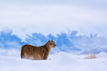 Wall Mural - Puma, nature winter habitat with snow, Torres del Paine, Chile. Wild big cat Cougar, Puma concolor, hidden portrait of dangerous animal with stone. Mountain Lion. Wildlife scene from nature.