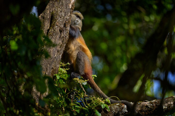 Wall Mural - Golden monkey, Cercopithecus kandti, Golden Mgahinga Gorilla National Park in Uganda. Rare endemic animal from Africa nature, willlife from Virunga volcanic mountains. Golden monkey in habitat.