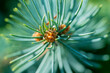 Leinwandbild Motiv Close up of pine cone forming on blue spruce tree