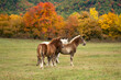 Horses grazing in a pasture in Autumn, beautiful peaceful landscape Gran Sasso, Abruzzi, Italy