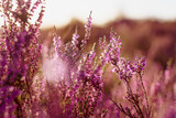 Fototapeta Lawenda - Pink heather flower against colorful defocused background bokeh