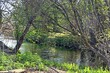 © AngelLuis - Dense riparian vegetation on the banks of a river in its middle section. Jarama River as it passes through the lands of Paracuellos de Jarama in Madrid, Spain.