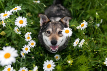 Cute Dog Sitting On The Green Grass Among The White Flowers Of Daisies And Smiling Happily