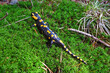Tailed amphibian, fire salamander (salamandra salamandra from family Salamandridae).
Fire salamander  lying on green moss in  nature. Vivid green wildlife scenery.