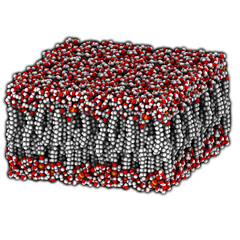 Poster - Palmitoyloleoylphosphatidylethanolamine (POPE) lipid bilayer, molecular model.