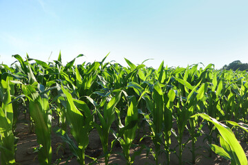 Wall Mural - Beautiful agricultural field with green corn plants on sunny day