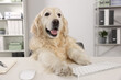 Cute retriever sitting at workplace in office. Working atmosphere