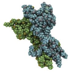 Poster - Nerve growth factor (NGF) protein molecule, chemical structure.