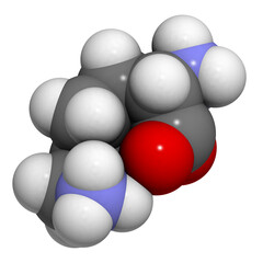 Lysine (Lys, K) amino acid, molecular model.
