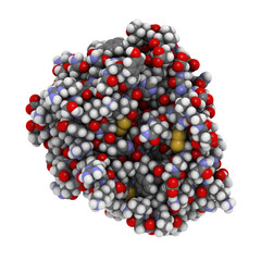 Wall Mural - trypsin enzyme molecule, chemical structure.