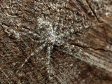 Camouflaged spider on a tree trunk. Tama edwardsi.