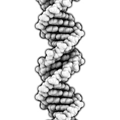 Sticker - DNA, 3D molecular structure. DNA is the main carrier of genetic information in all organisms. The DNA shown here is part of a human gene and is shown as a linear double helix.