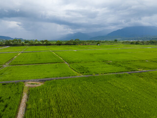 Poster - Paddy rice field in Yuli of Hualien in Taiwan