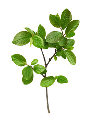 Wall Mural - twig with spring green leaves isolated