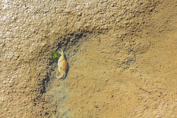 Wall Mural - Seascape beach mudflats hiking on the North Sea coast Germany.