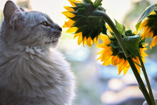A Gray Fluffy Cat Is Sitting On The Windowsill, Next To It Are Three Sunflowers. The Cat Looks At The Flowers. There Is A Mosquito Net On The Window. Backlight, Shallow Depth Of Field.