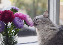 Bouquet Of Colorful Asters On The Windowsill. The Gray Cat Smells Flowers. There Is A Mosquito Net On The Window. Shallow Depth Of Field.
