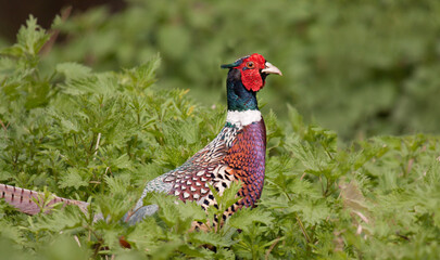 Wall Mural - male Ringneck Pheasant scientific name Phasianus colchicus  upright in a field of grass