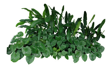 Poster - Tropical landscaping garden shrub with various types of green leaves plants, bush of lush foliage plant (Homalomena, Heliconia, Alocasia Chinese taro)