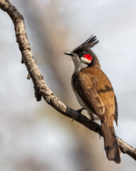 Wall Mural - Red Whiskered bulbul perching