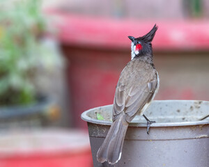 Wall Mural - A Red Whiskered bulbul resting
