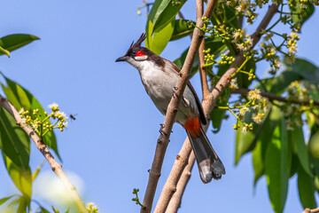 Wall Mural - A red whiskered bulbul on a tree