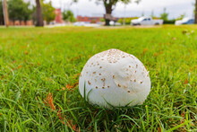 Close Up Shot Of Wild Mushroom