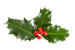 holly berries and leaves