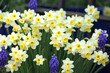 Daffodil Narcissus ÔMinnowÕ in flower.