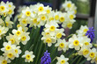 Daffodil Narcissus ÔMinnowÕ in flower.