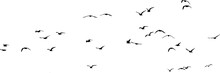 Flock Of  Birds For Photo Background