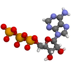 Sticker - Adenosine triphosphate (ATP) energy transport molecule, chemical structure. ATP is the main energy transport molecule in most organisms.