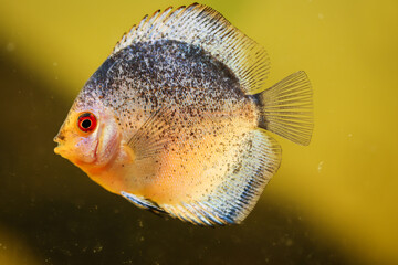 Wall Mural - Portrait, Nahaufnahme eines Diskusfisches. Diskus im Aquarium.
