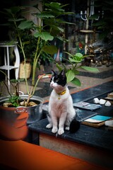 Poster - Vertical shot of a cute tuxedo cat sitting on a marble inside a building