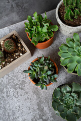 Poster - variety of succulent plants on grey surface. Empty space for your text.