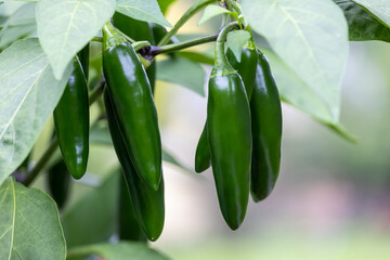 Green Jalapeno peppers growing on a plant.