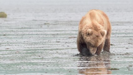 Wall Mural - Alaskan brown bear digging for clams in mud flats at McNeil River State Game Sanctuary and Refuge. 