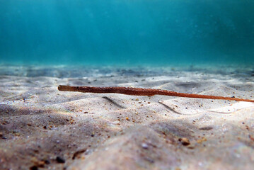 Wall Mural - Underwater image in to the Mediterranean sea of Broadnosed pipefish - (Syngnathus typhle)