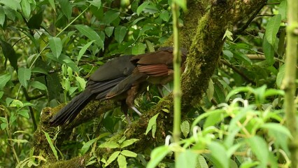 Wall Mural - grey-headed chachalaca - ortalis cinereiceps brown bird of the family cracidae, related to the austr