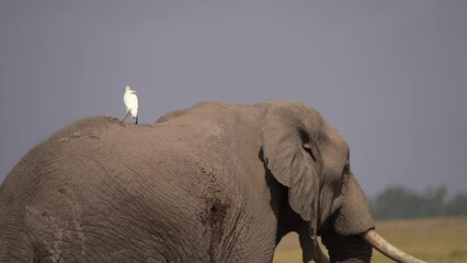 Wall Mural - Taxi Driver - African Bush Elephant - Loxodonta africana, white heron rides on elephant back in svannah of Amboseli park in Kenya, tusks and trunks up, big strength, weight and muscles.