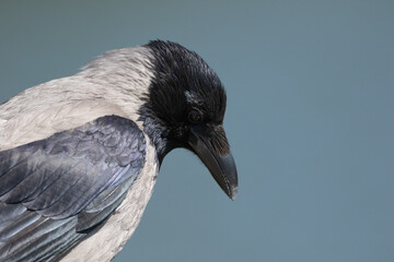 portrait of a crow on a blue background