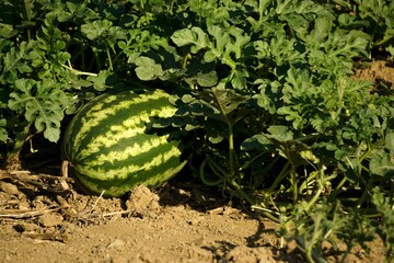 Tiny growing raw watermelon on the field