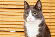 © Oksana Kalinina - Gray cat with huge green eyes against the background of blinds. Selective focus. Portrait.