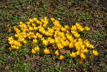 Forest Glade With Group Of Flowering Yellow Primroses