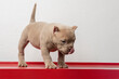 An american bully puppy standing on a red base, looking down, with copy space