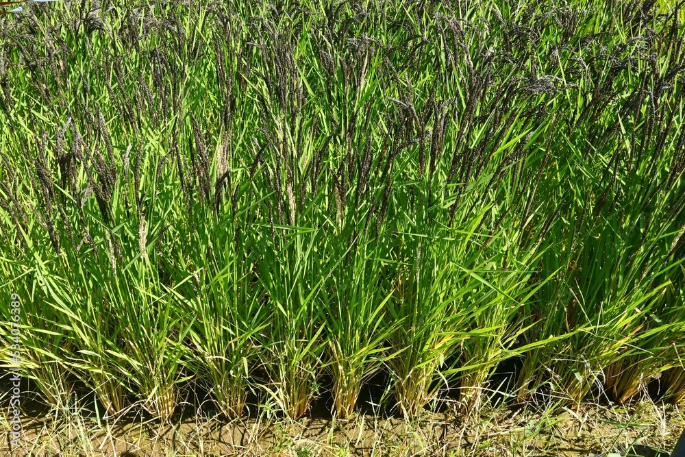 Acient rice varieties cultivation. (called Kodaimai in Japan ...